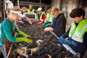  Hand sorting Dog Point Pinot Noir